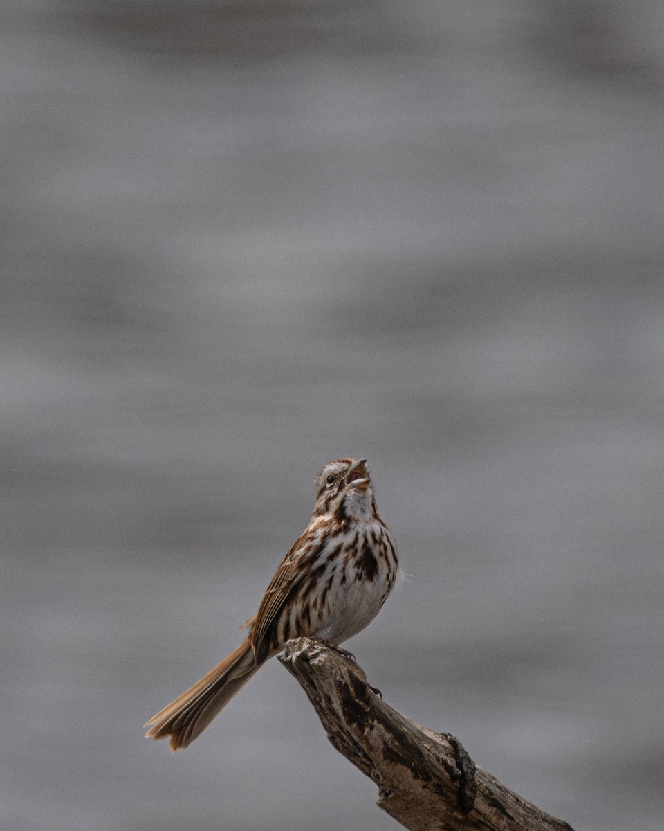 Song Sparrow - ML616564629