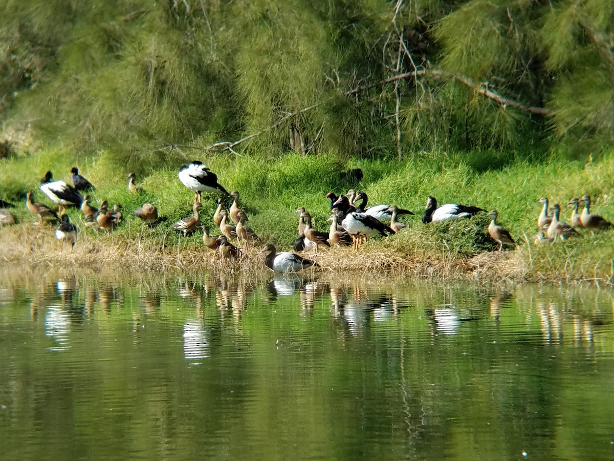 Magpie Goose - ML616564636