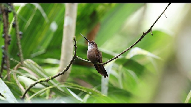 Bronzekolibri - ML616564663