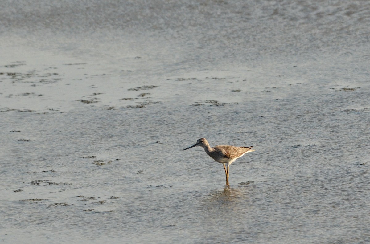 Greater Yellowlegs - ML616564666