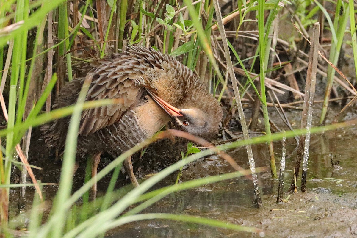 Clapper Rail - ML616564678