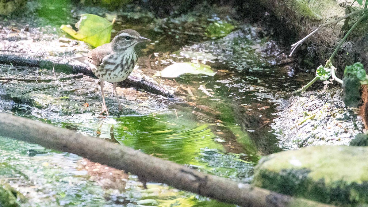 Louisiana Waterthrush - ML616564680