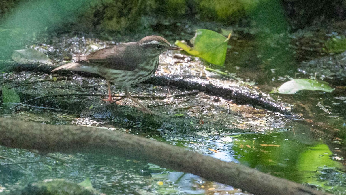 Louisiana Waterthrush - ML616564681