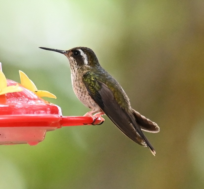 Speckled Hummingbird - ML616564735