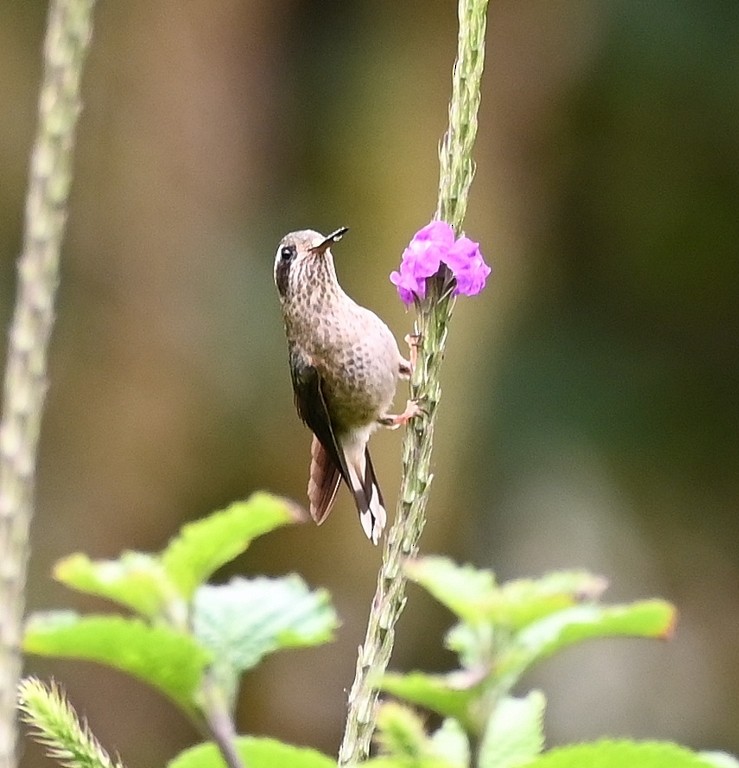 Speckled Hummingbird - ML616564736