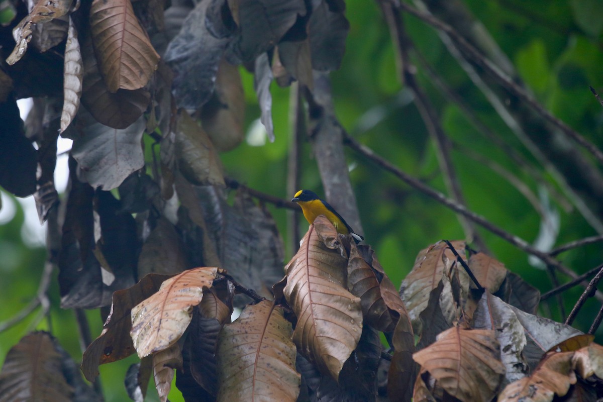 Thick-billed Euphonia - Yury Shashenko