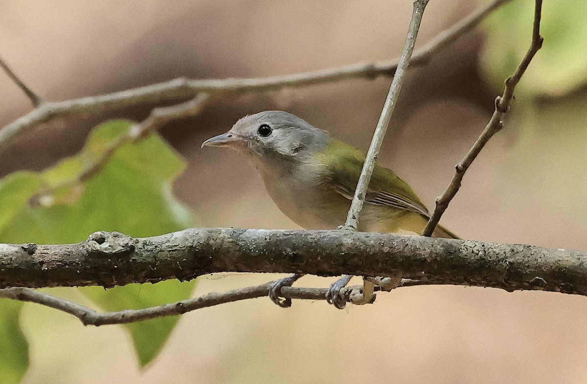 Lesser Greenlet - Albert Linkowski