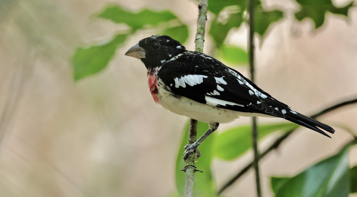 Rose-breasted Grosbeak - ML616564833