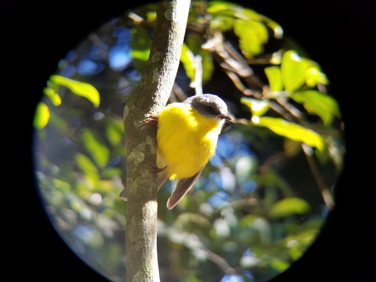 Eastern Yellow Robin - Megan Massa