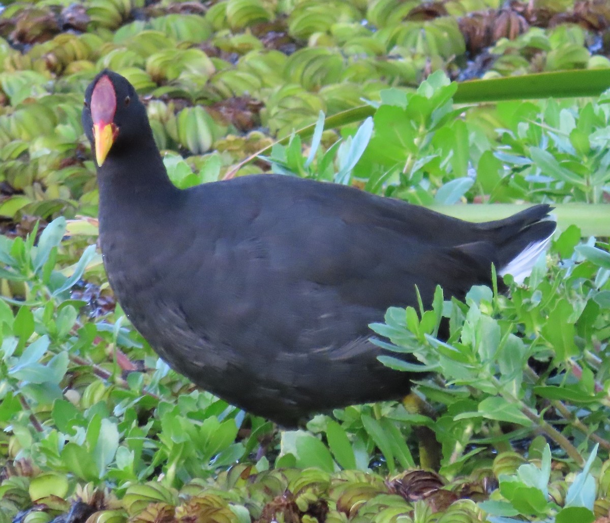 Red-fronted Coot - ML616564876