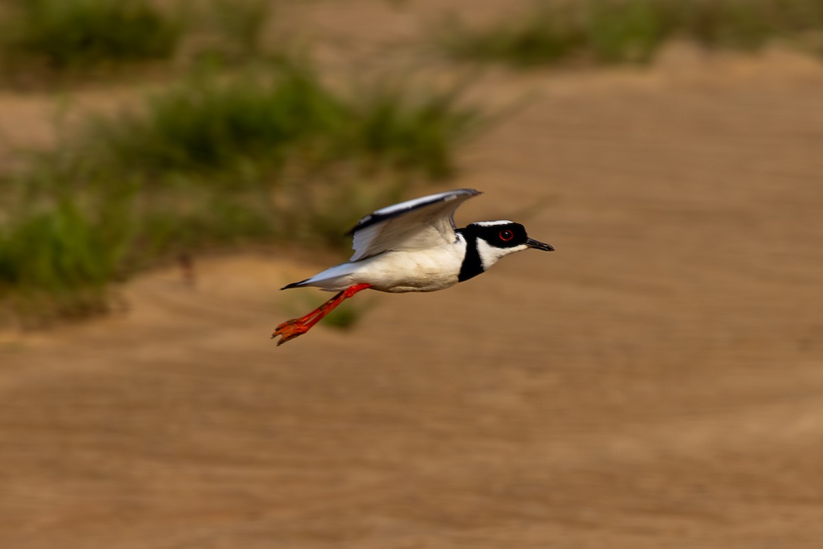 Pied Plover - ML616564940