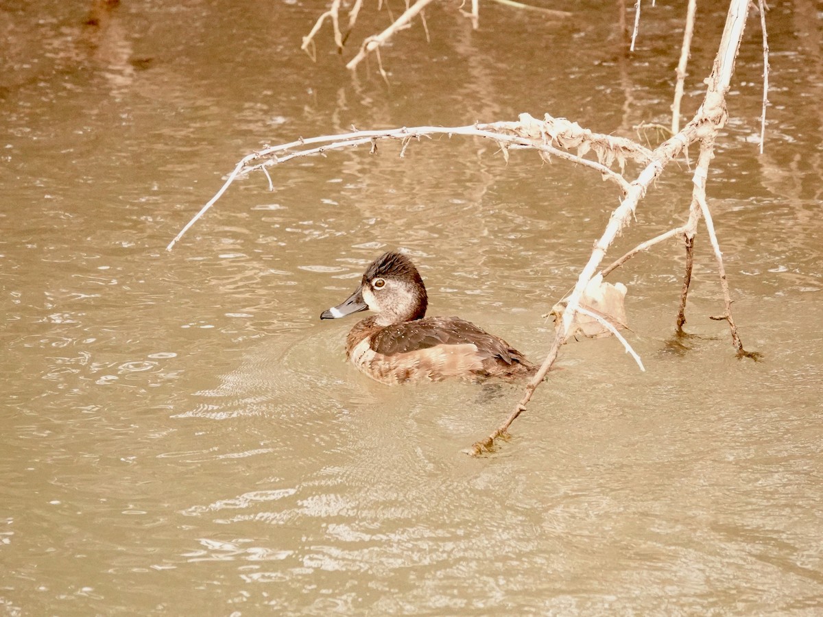 Ring-necked Duck - ML616564942