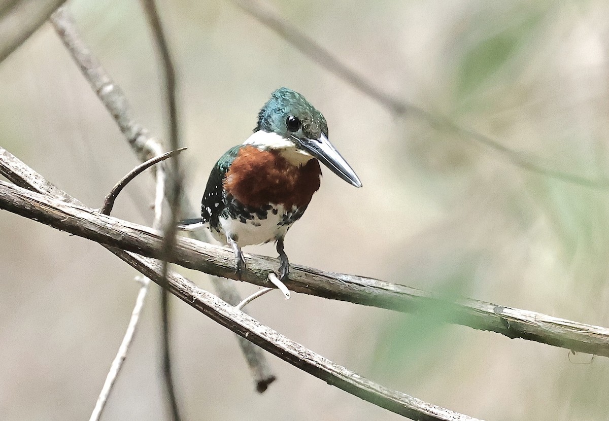 Green Kingfisher - ML616564944