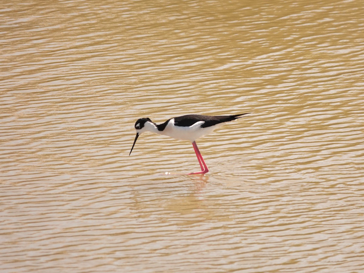 Black-necked Stilt (Black-necked) - ML616564955