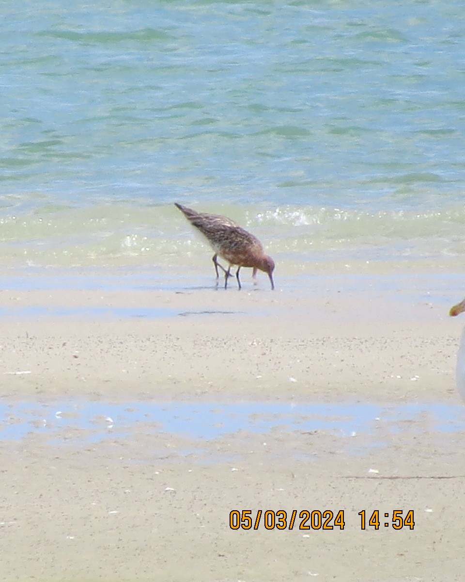 Bar-tailed Godwit - ML616564960