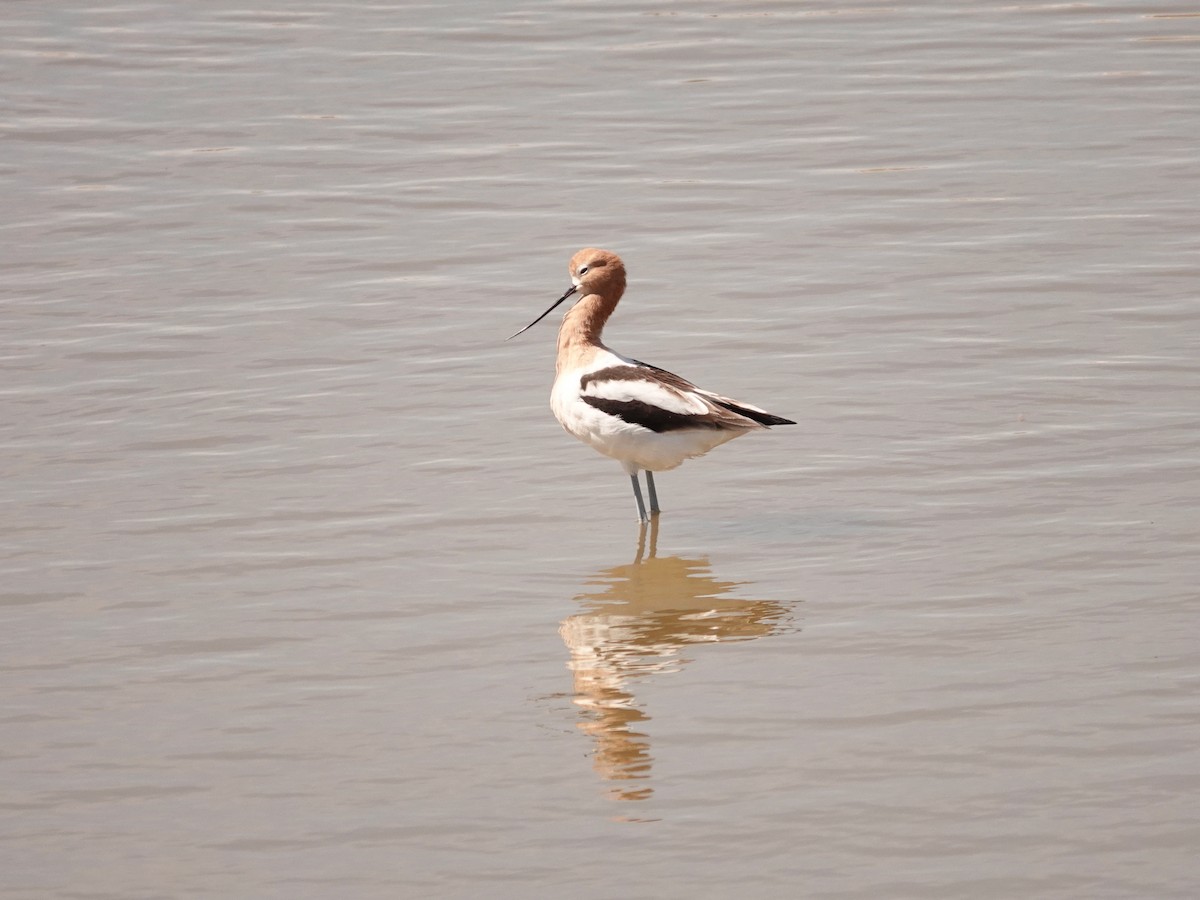 American Avocet - ML616564970