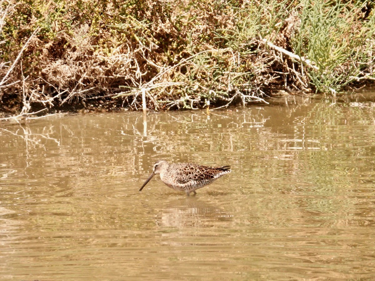 Short-billed Dowitcher - ML616564997