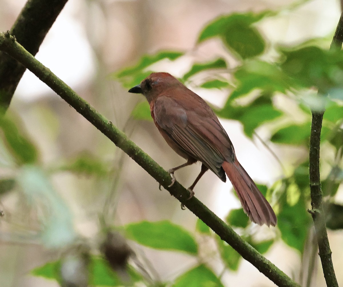 Red-throated Ant-Tanager - ML616564998