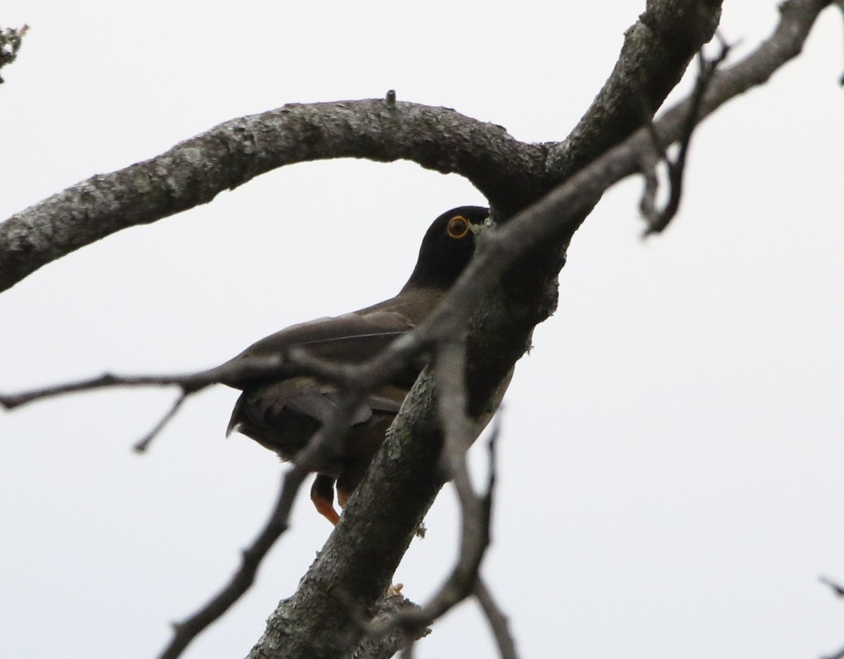 Black-hooded Thrush - ML616565114