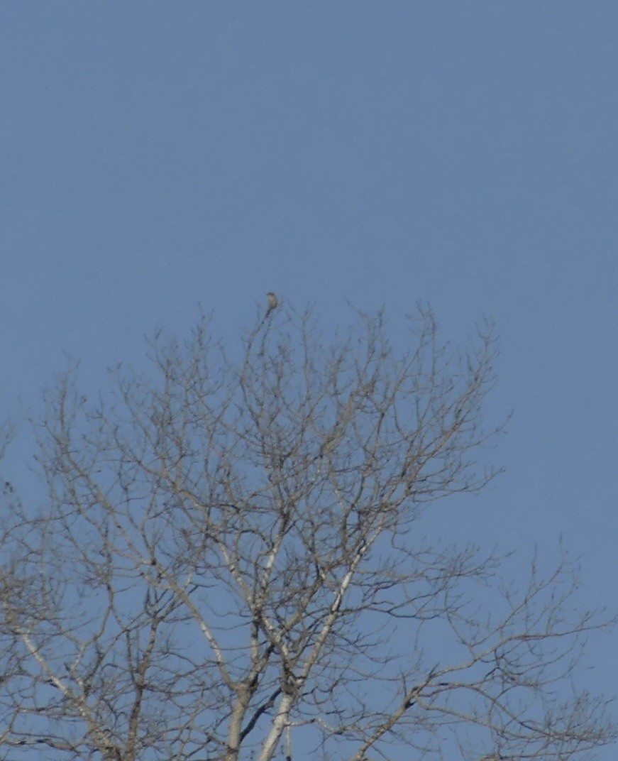 Northern Shrike - ML616565158