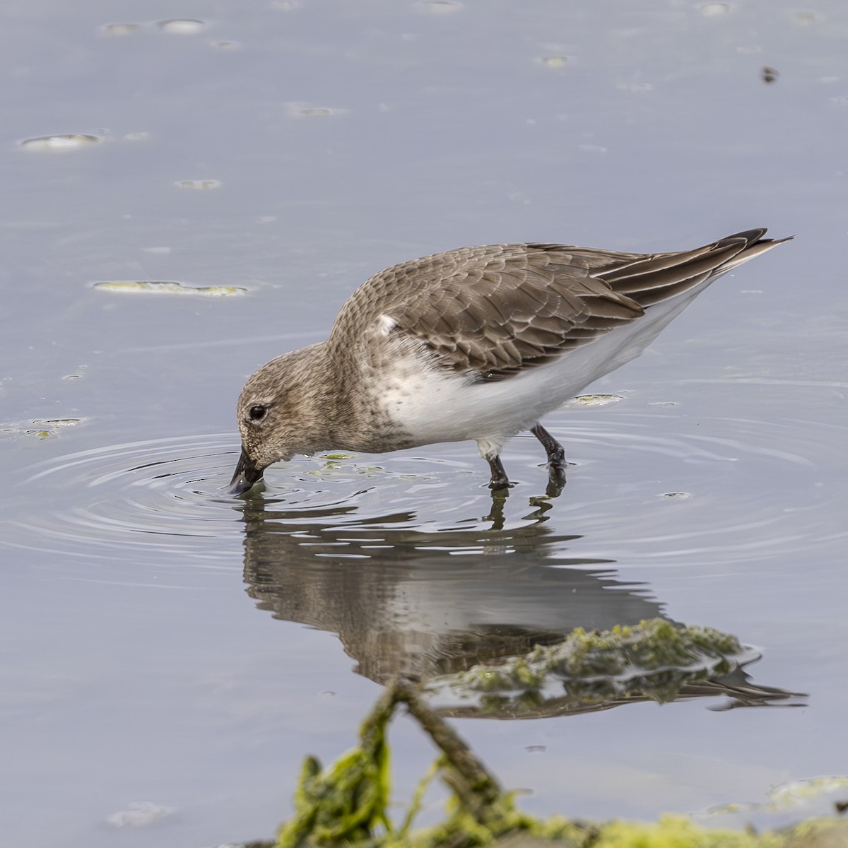 Dunlin - ML616565187