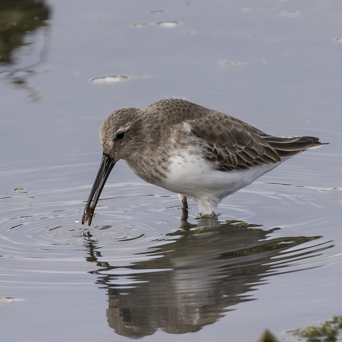 Dunlin - ML616565188