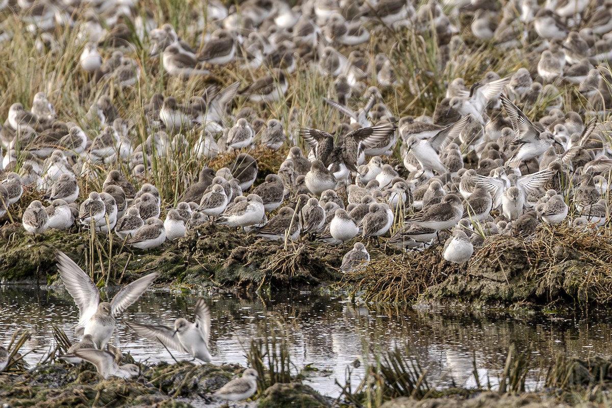 Dunlin - ML616565189