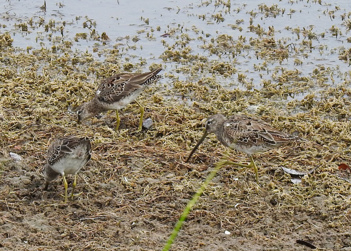 Short-billed Dowitcher - ML616565209