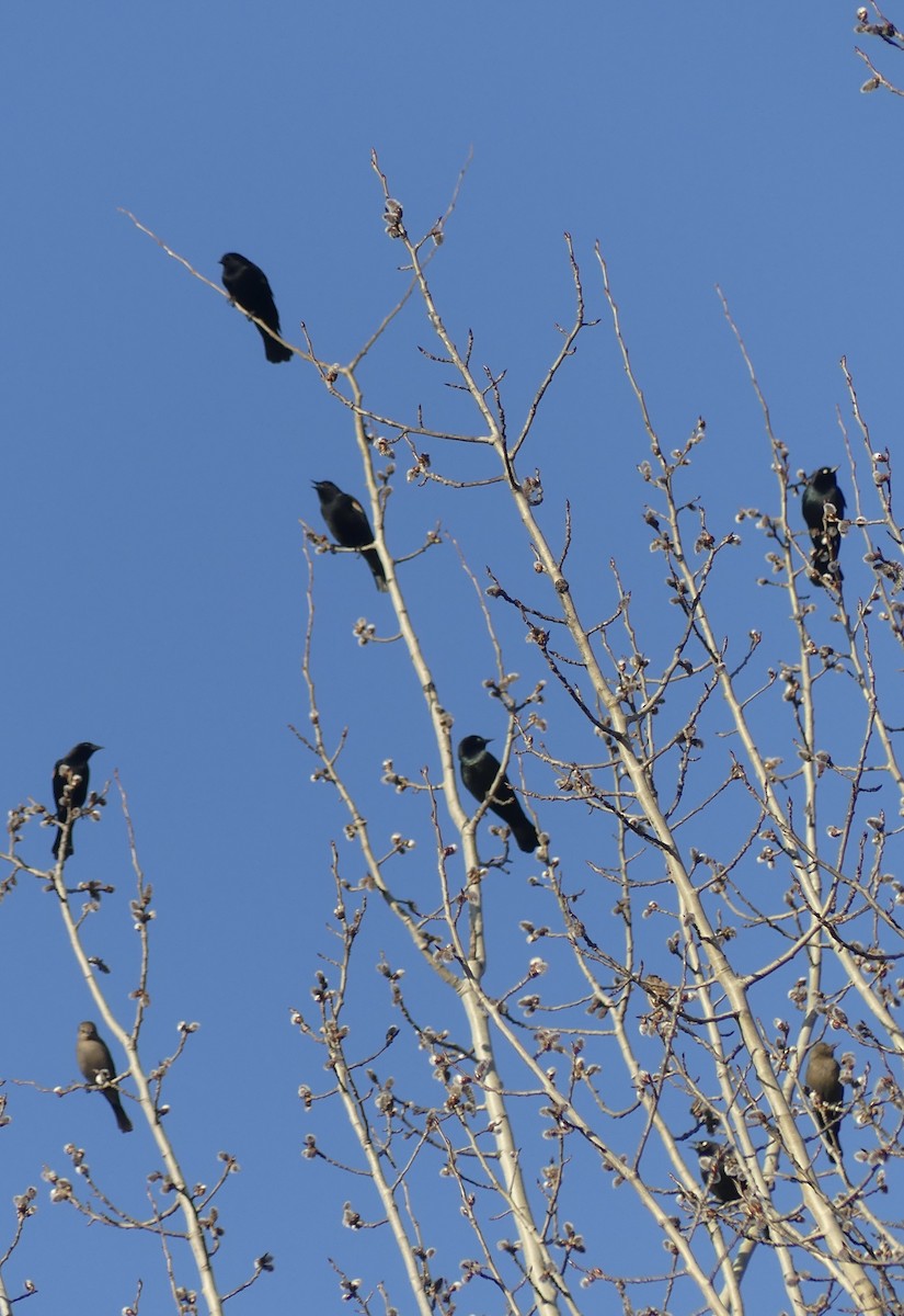 Brewer's Blackbird - ML616565226