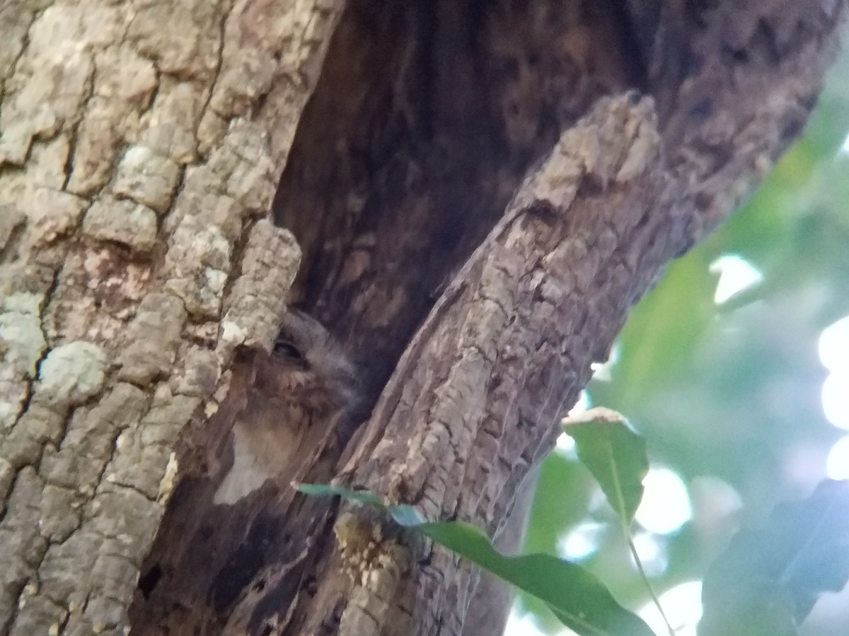 Australian Owlet-nightjar - ML616565264