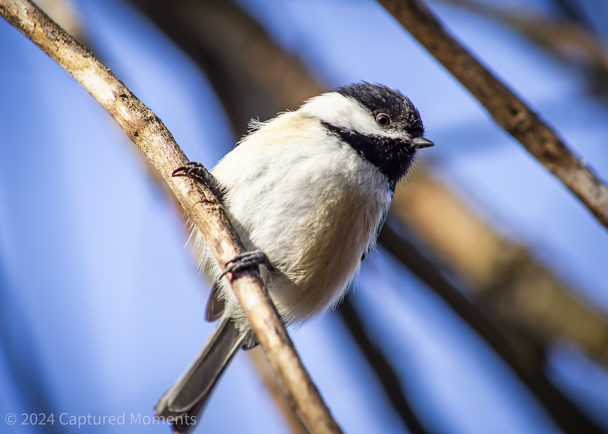 Black-capped Chickadee - ML616565301