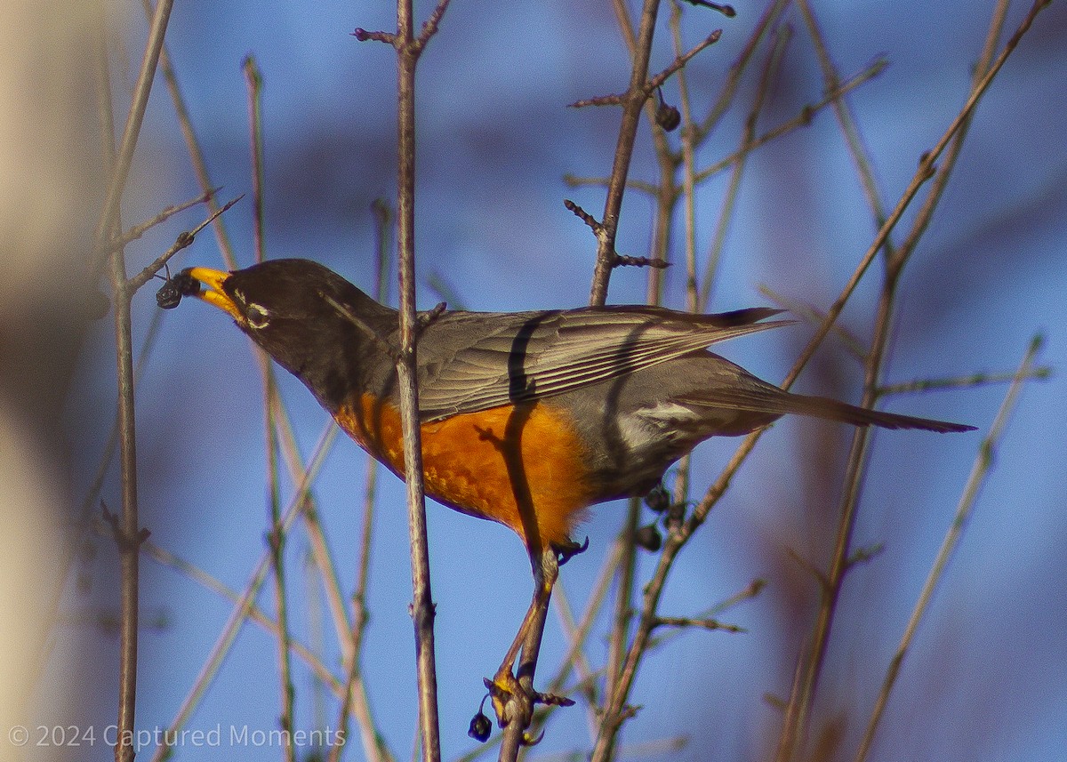 American Robin - ML616565315