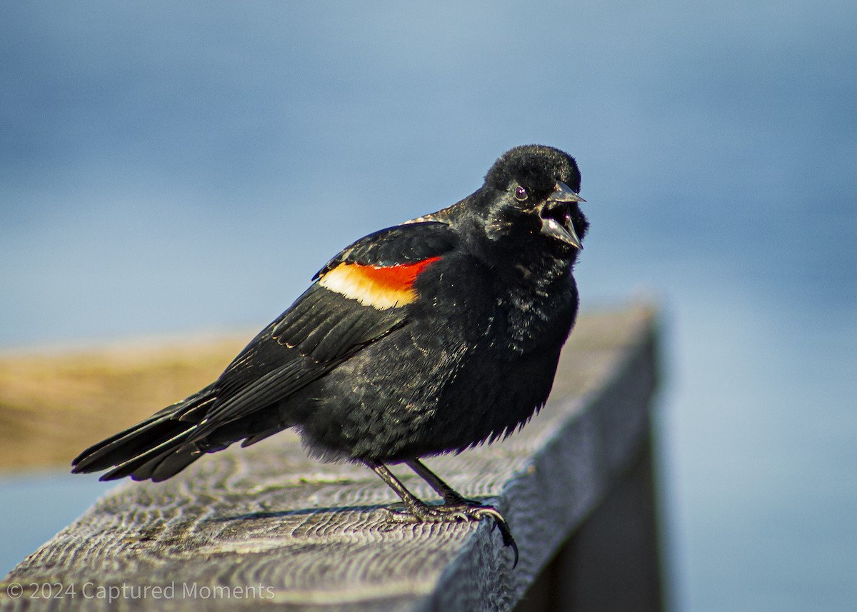 Red-winged Blackbird - ML616565322