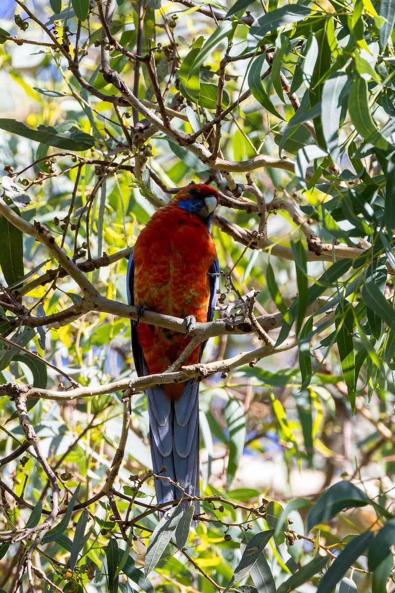 Kırmızı Rozella (adelaidae/subadelaidae) - ML616565391