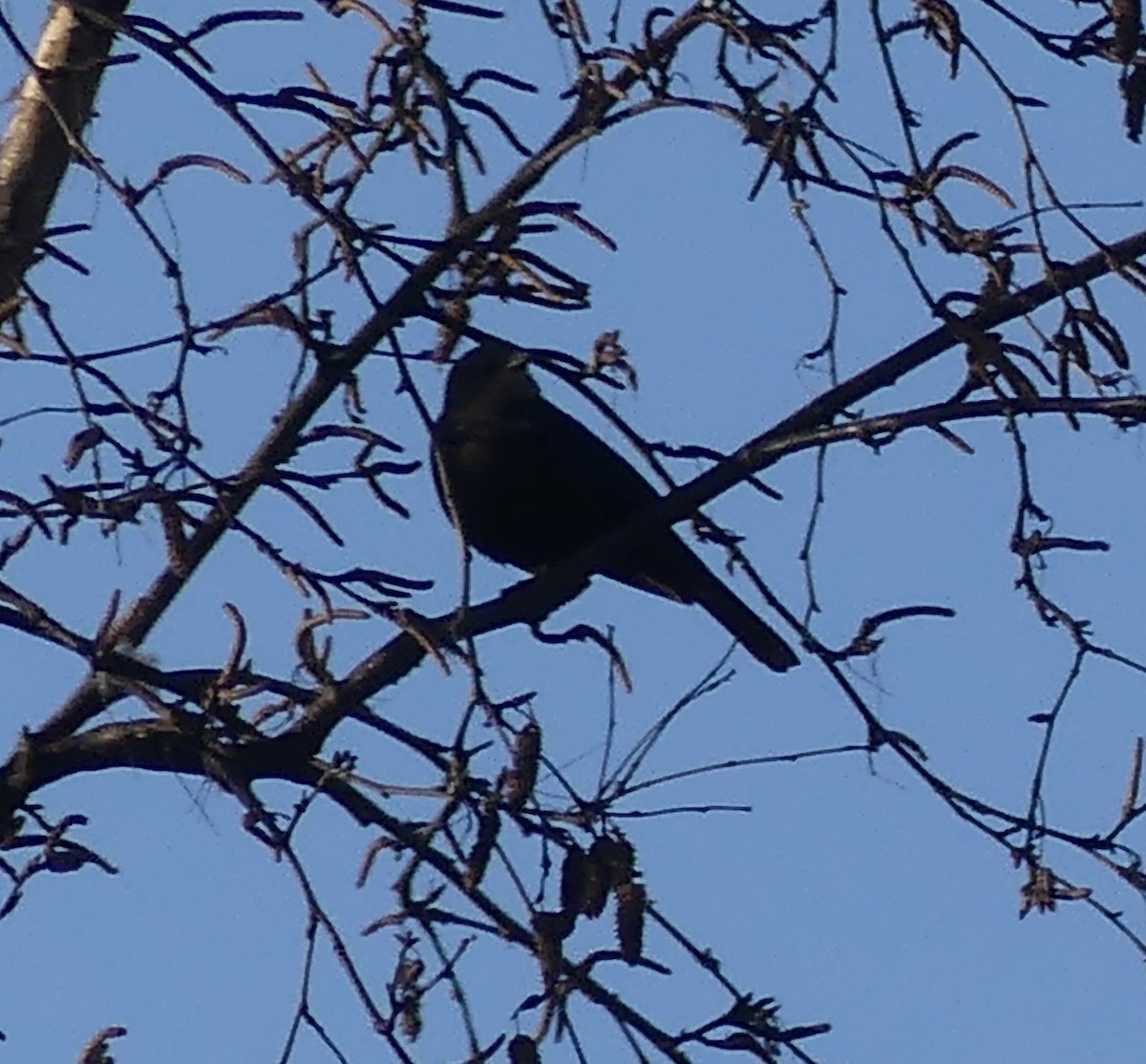 Brown-headed Cowbird - ML616565434