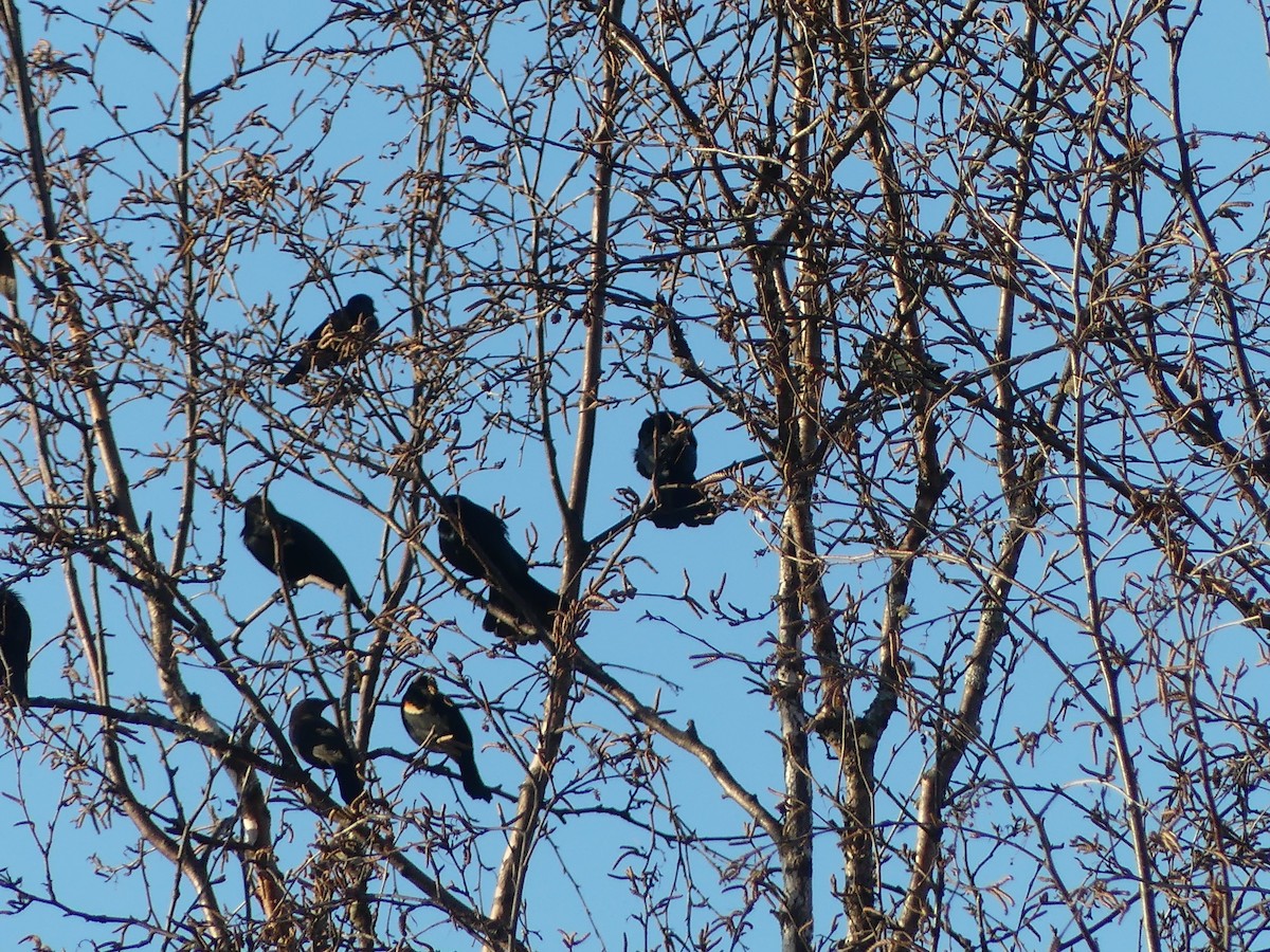Red-winged Blackbird - ML616565440