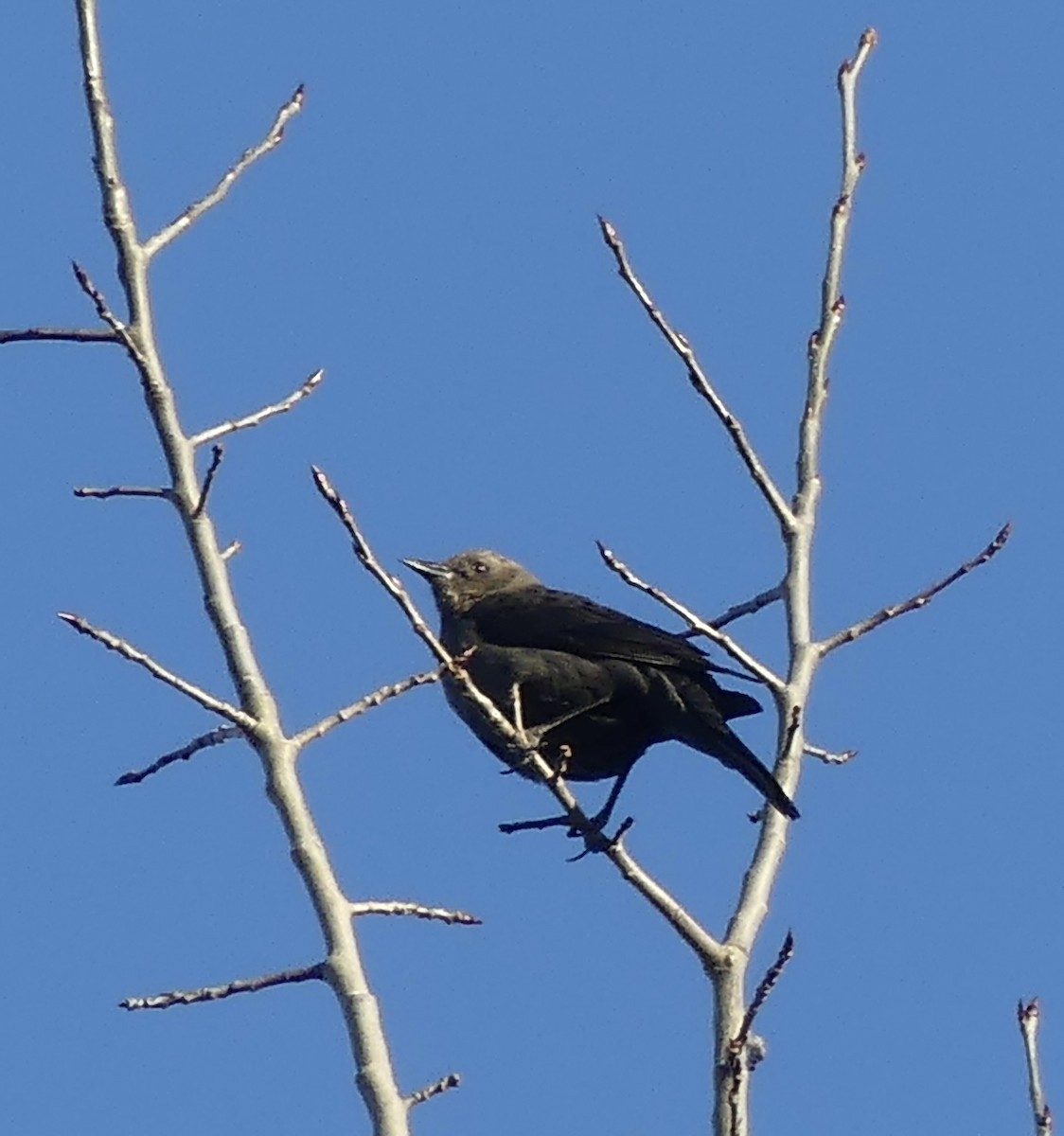 Brewer's Blackbird - ML616565446