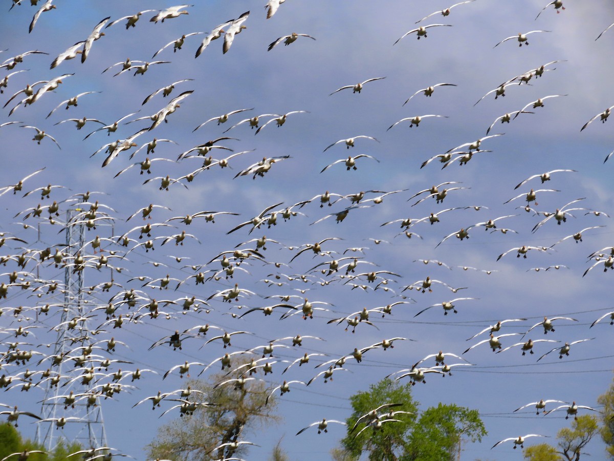 Snow Goose - Robin Wolcott