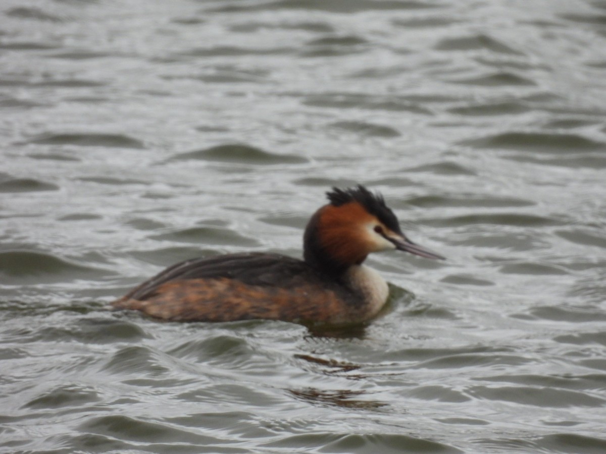 Great Crested Grebe - ML616565522
