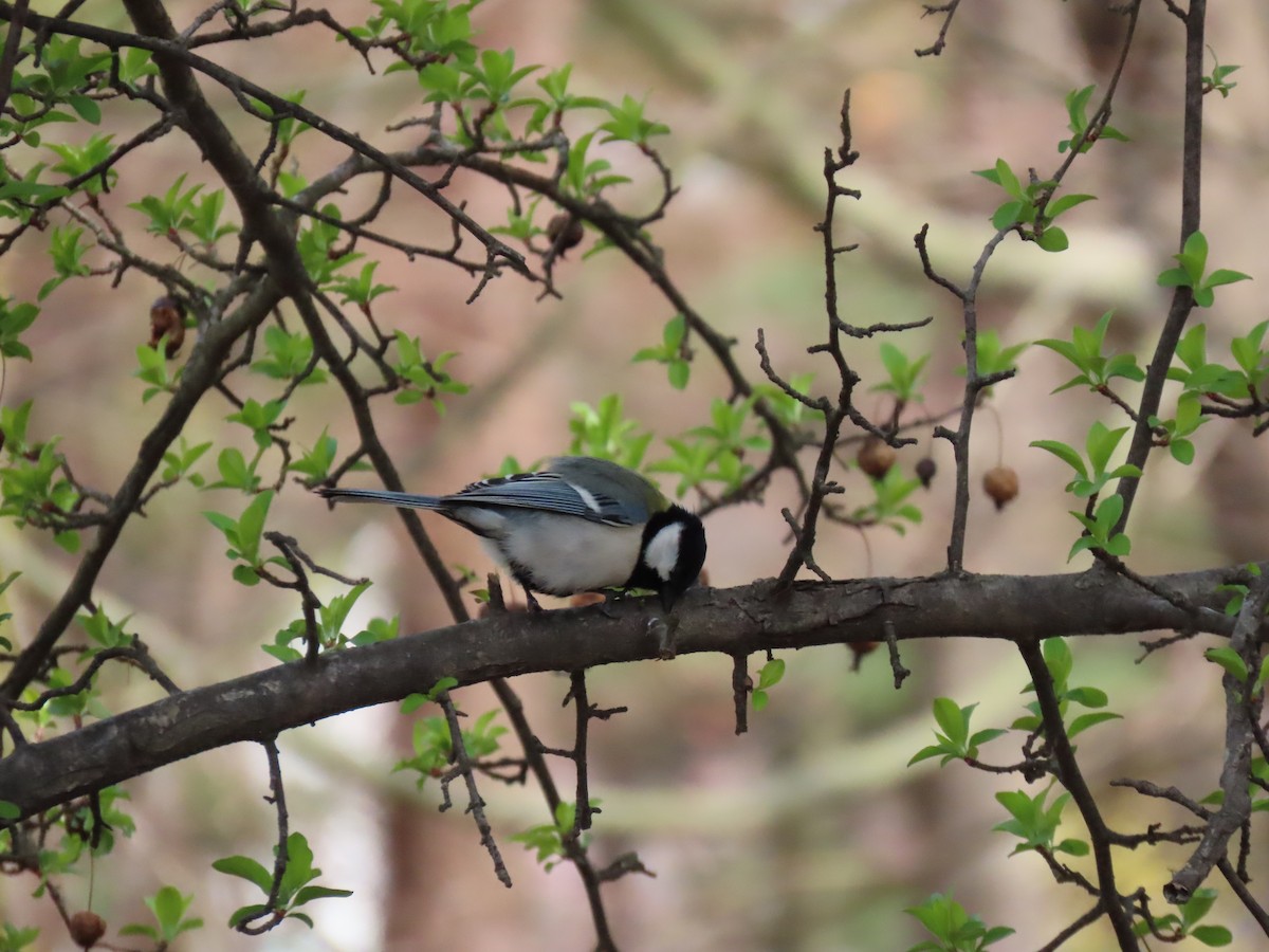 Japanese Tit - ML616565562