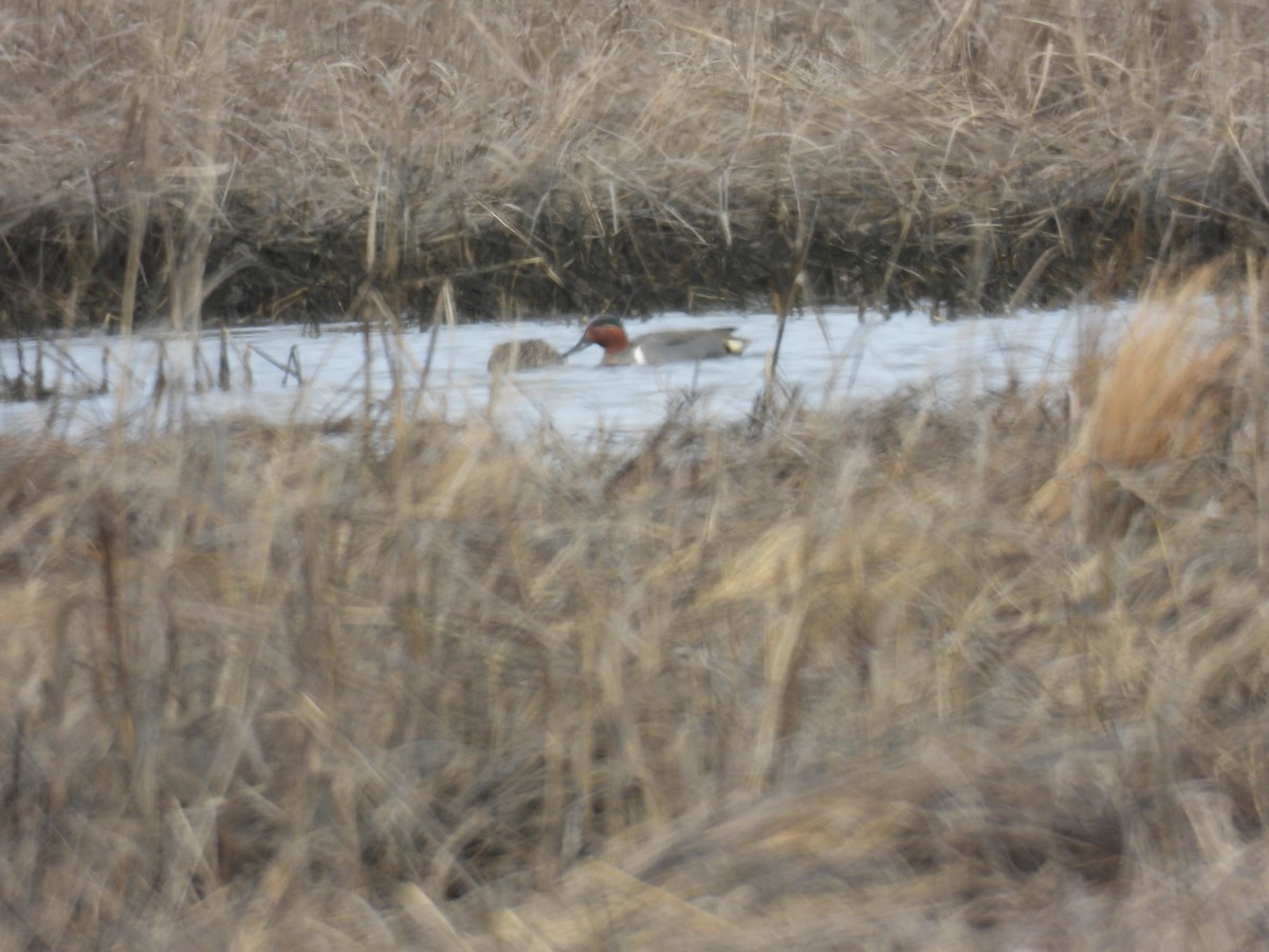 Green-winged Teal - ML616565625