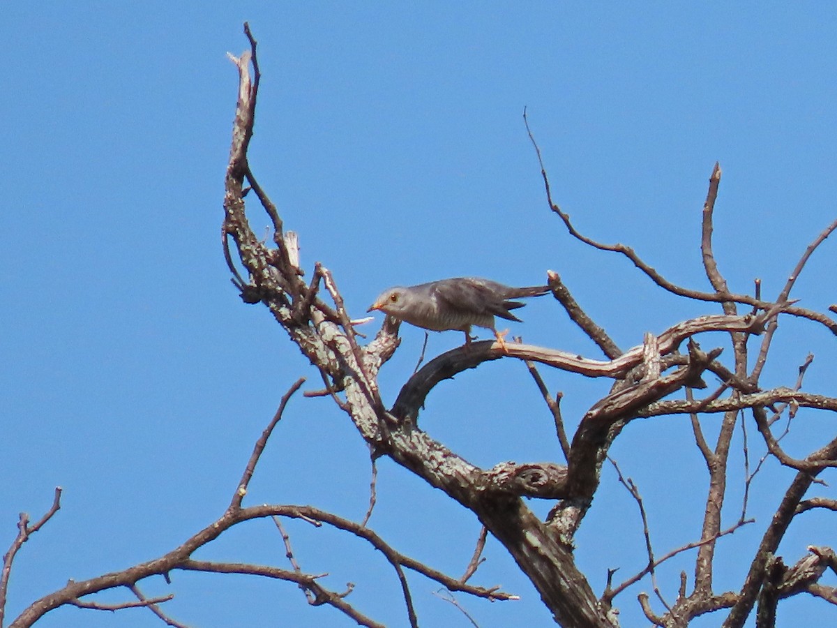 African Cuckoo - ML616565702
