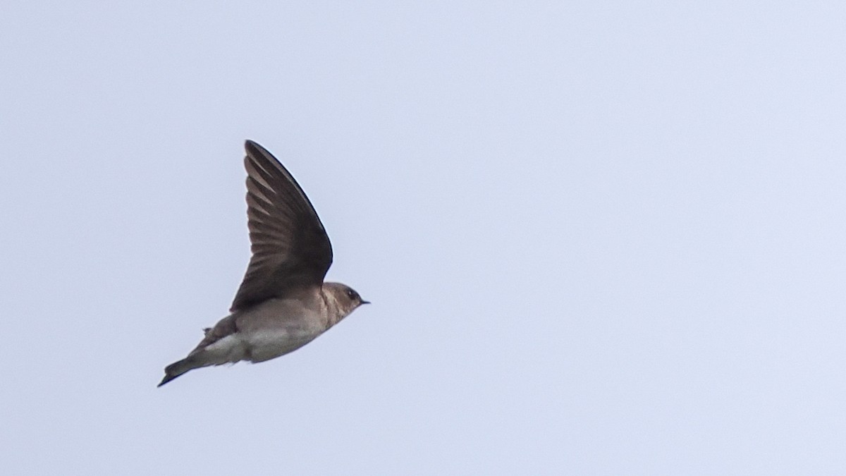 Northern Rough-winged Swallow - Scott Tuthill