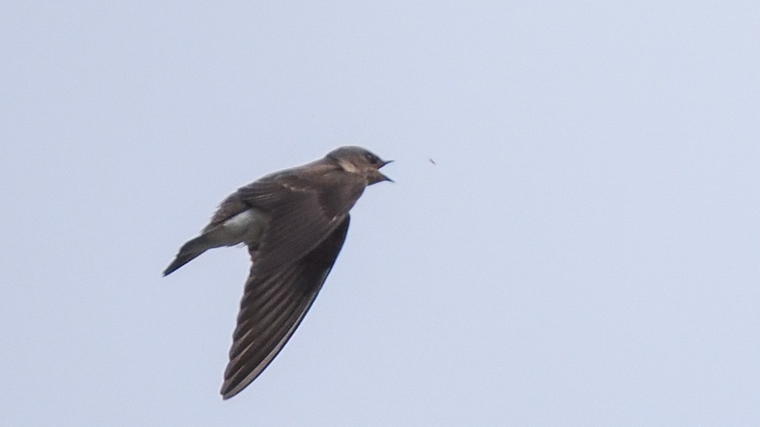 Northern Rough-winged Swallow - Scott Tuthill