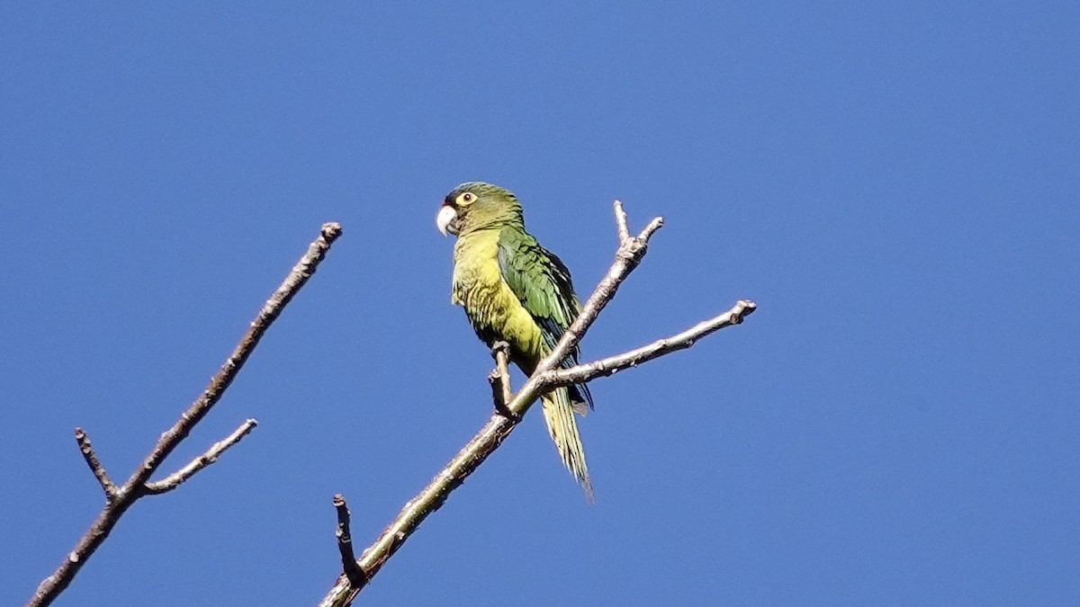 Orange-fronted Parakeet - ML616565790