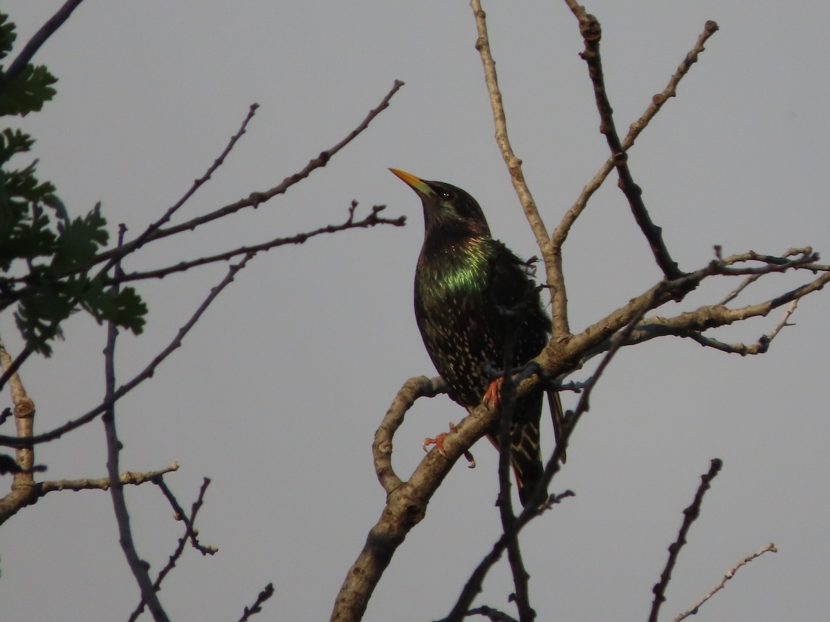 European Starling - ML616565792