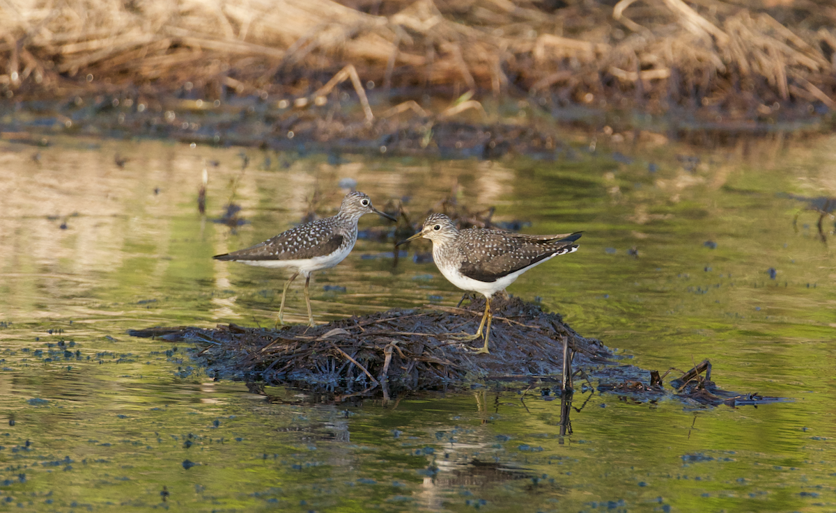 Solitary Sandpiper - ML616565821