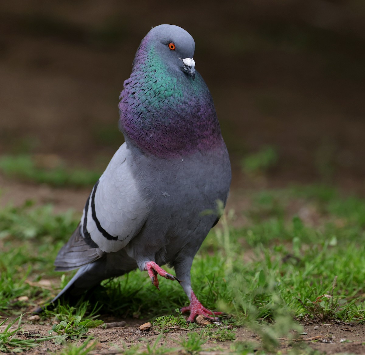 Pigeon biset (forme domestique) - ML616565836