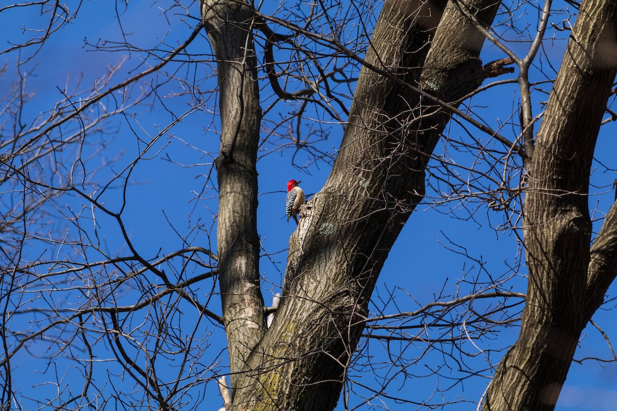Red-bellied Woodpecker - ML616565859