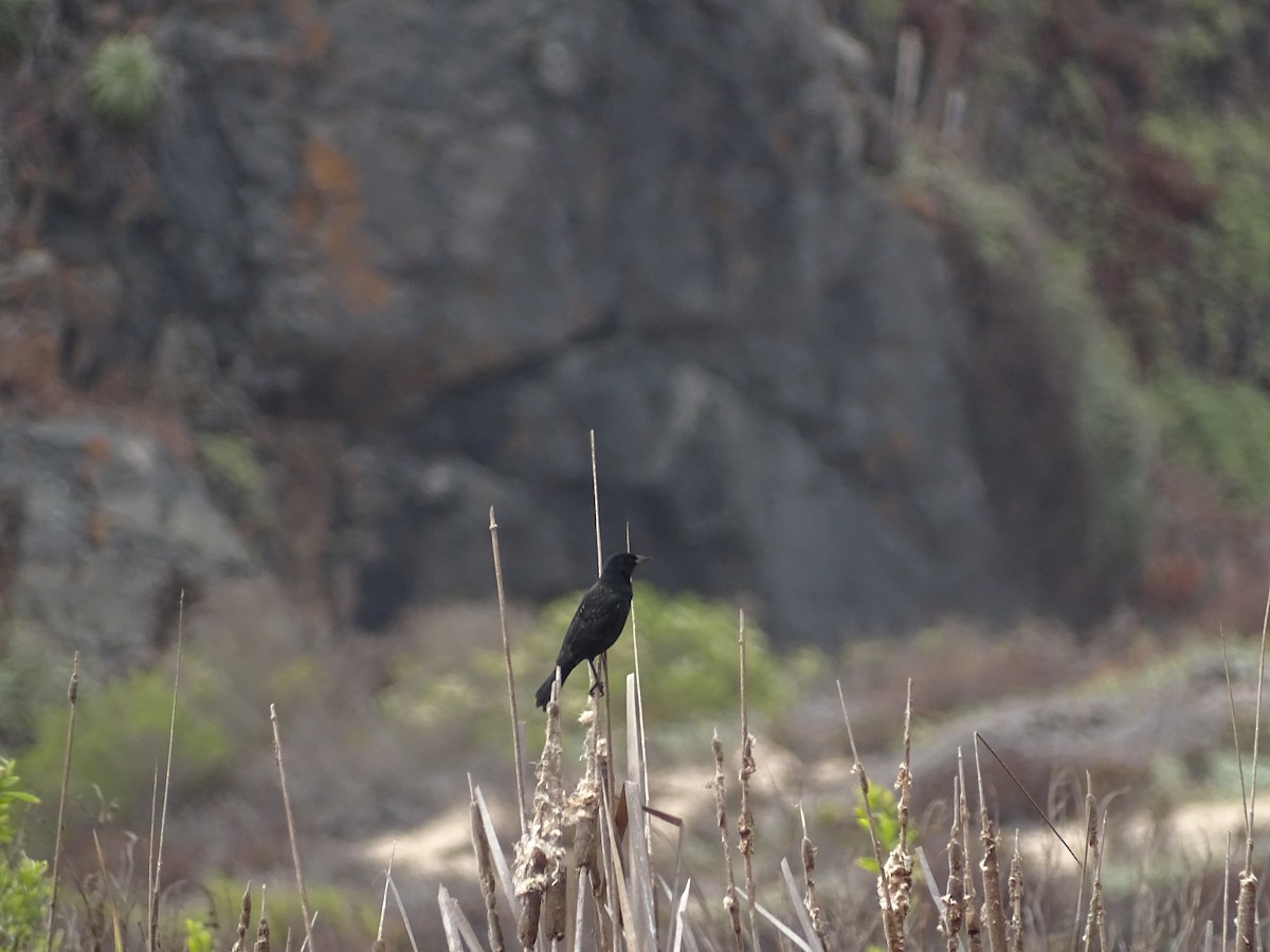 Yellow-winged Blackbird - Nicole Arcaya-Orrego